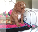 Small Photo #3 Cavapoo Puppy For Sale in FINDLAY, OH, USA