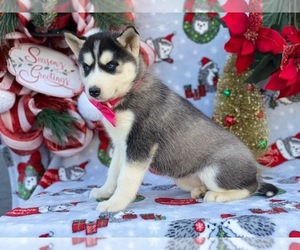 Siberian Husky Puppy for sale in LANCASTER, PA, USA