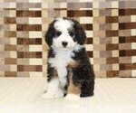 Small #3 Bernedoodle (Miniature)
