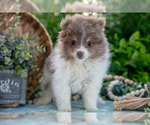 Small Photo #4 Pomeranian Puppy For Sale in SHILOH, OH, USA