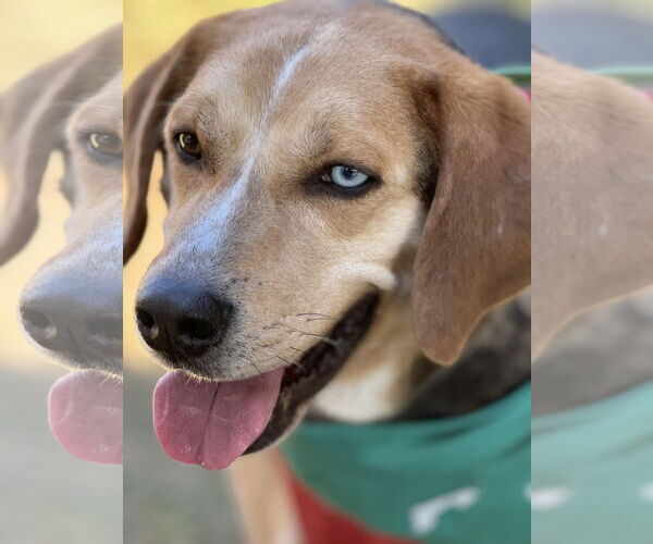 Medium Photo #8 Mutt Puppy For Sale in Forest, VA, USA