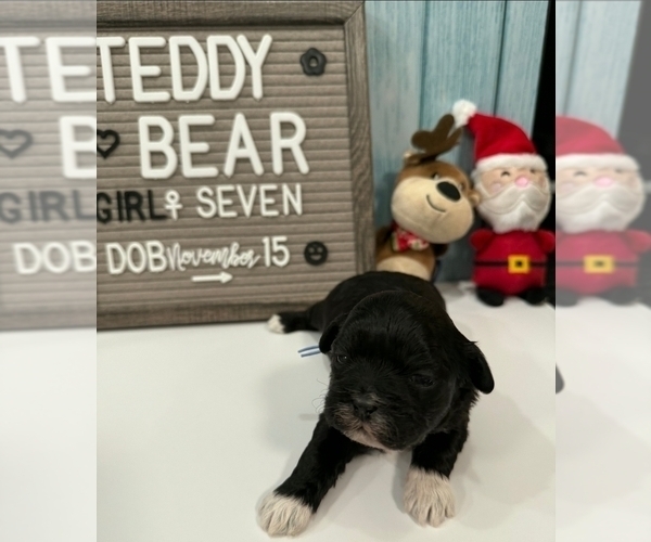 Medium Photo #19 Zuchon Puppy For Sale in NEW YORK MILLS, MN, USA