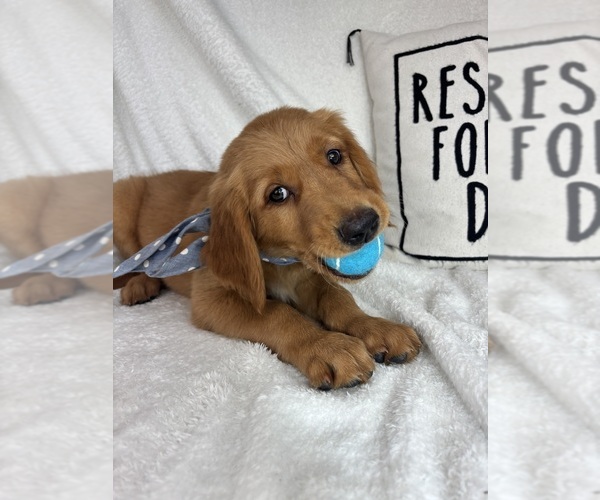 Medium Photo #4 Golden Retriever Puppy For Sale in GREENFIELD, IN, USA