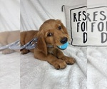 Small #3 Golden Retriever