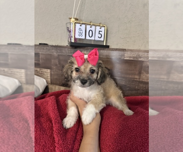 Medium Photo #20 Maltipoo Puppy For Sale in EL PASO, TX, USA