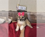Small #19 Maltipoo