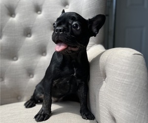 French Bulldog Puppy for sale in LAKEWOOD RANCH, FL, USA