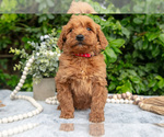 Small Photo #7 Goldendoodle (Miniature) Puppy For Sale in BERNE, IN, USA