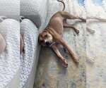 Small #5 Labrador Retriever Mix