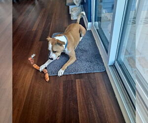 Darlin' - Female American Pit Bull Terrier-American Staffordshire Terrier Mix Dog for Adoption - Photo #3