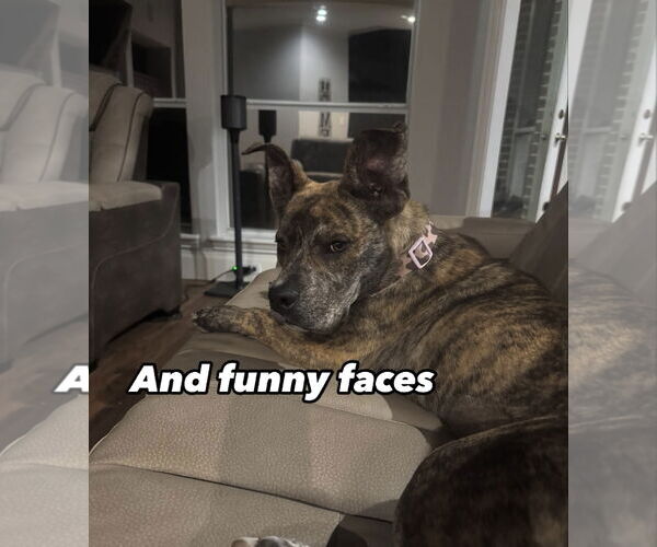 Medium Photo #6 Mutt Puppy For Sale in Euless, TX, USA