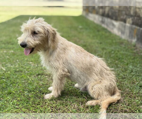 Medium Photo #4 Mutt Puppy For Sale in PIPE CREEK, TX, USA