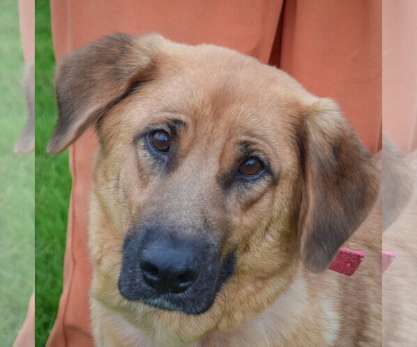 Medium Photo #5 Golden Shepherd Puppy For Sale in Huntley, IL, USA
