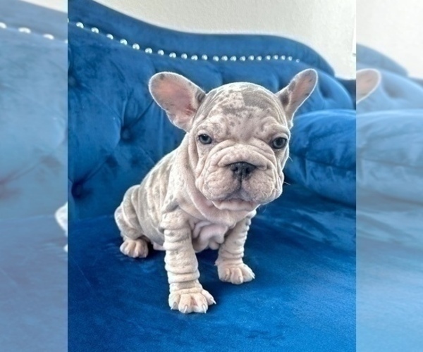 Medium Photo #6 French Bulldog Puppy For Sale in ATLANTA, GA, USA