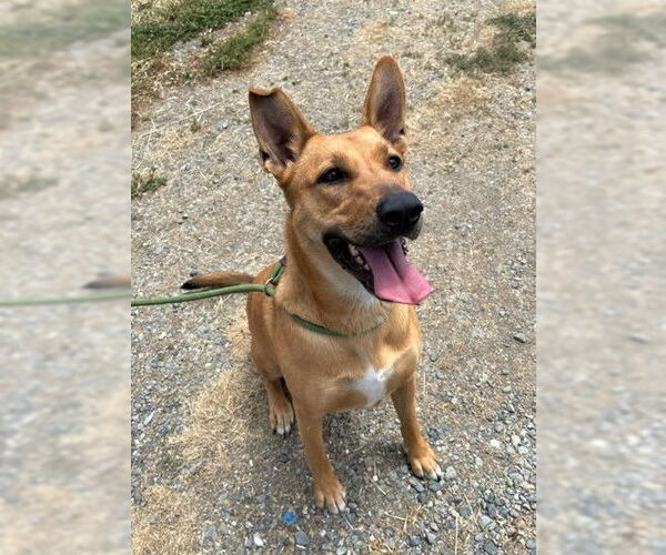 Medium Photo #6 German Shepherd Dog-Unknown Mix Puppy For Sale in Chico, CA, USA