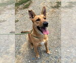 Small #5 German Shepherd Dog Mix