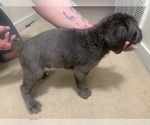 Small Photo #16 Cane Corso Puppy For Sale in BELGRADE, MT, USA