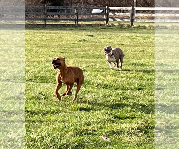 Medium Photo #26 American Pit Bull Terrier-Unknown Mix Puppy For Sale in Germantown, OH, USA