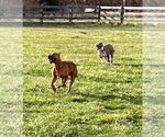 Small #25 American Pit Bull Terrier Mix