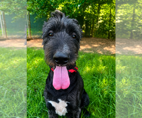 Medium Photo #6 Poodle (Standard)-Unknown Mix Puppy For Sale in Pacolet, SC, USA