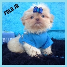 Shih Tzu Puppy for sale in ENCINO, CA, USA