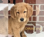 Small Photo #2 Golden Retriever Puppy For Sale in BEECH GROVE, IN, USA