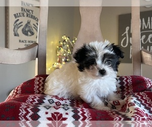 Biewer Yorkie Puppy for Sale in CONVERSE, Indiana USA