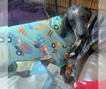 Small #28 Bluetick Coonhound Mix
