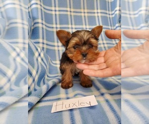 Yorkshire Terrier Puppy for sale in CLARKRANGE, TN, USA