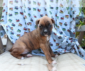 Boxer Puppy for sale in SHILOH, OH, USA