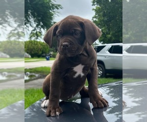American Mastiff Puppy for Sale in MIAMI, Florida USA