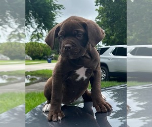 Medium American Mastiff