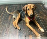 Small Photo #2 Coonhound-Unknown Mix Puppy For Sale in Crystal, MN, USA