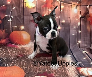 Boston Terrier Puppy for sale in CENTER HILL, FL, USA