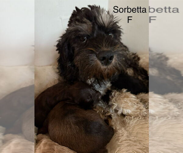 Medium Photo #1 Cock-A-Poo Puppy For Sale in Studio City, CA, USA