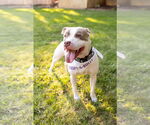 Small #5 American Pit Bull Terrier Mix