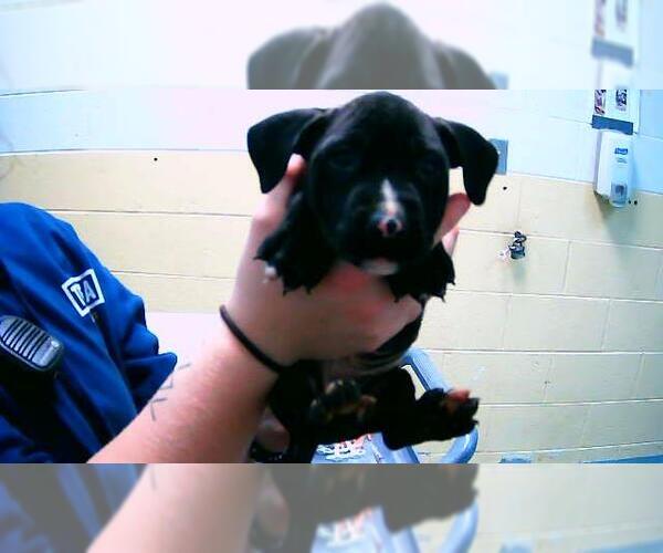 Medium Photo #1 Mutt Puppy For Sale in Tulsa, OK, USA