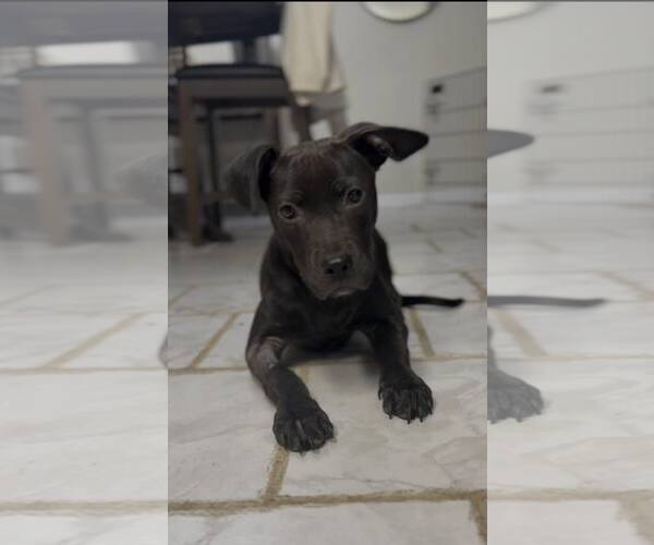 Medium Photo #1 Labrador Retriever-Unknown Mix Puppy For Sale in Jacksonville, NC, USA