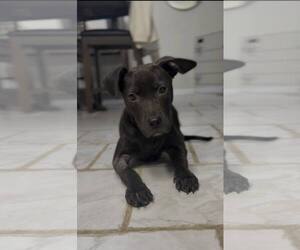 Labrador Retriever-Unknown Mix Dogs for adoption in Jacksonville, NC, USA