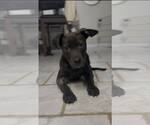 Small Labrador Retriever Mix