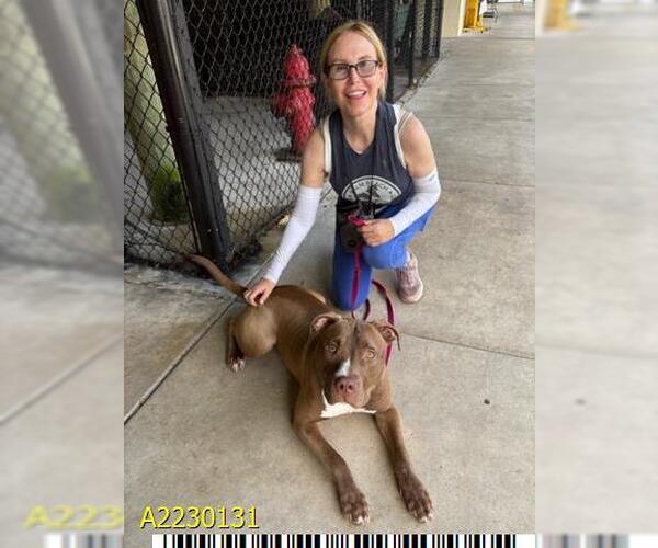 Medium Photo #2 American Pit Bull Terrier Puppy For Sale in West Palm Beach, FL, USA