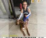 Small #1 American Pit Bull Terrier