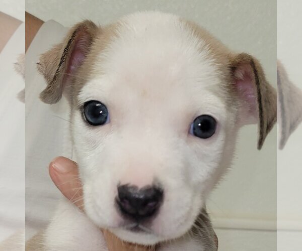 Medium Photo #6 Sheprador Puppy For Sale in Spring, TX, USA