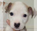 Small Photo #6 Sheprador Puppy For Sale in Spring, TX, USA
