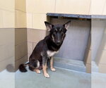 Small German Shepherd Dog