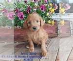 Puppy Prince Goldendoodle
