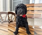 Small Photo #8 Poodle (Standard) Puppy For Sale in BAKERSFIELD, CA, USA