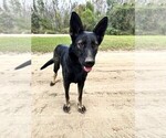 Small #3 German Shepherd Dog