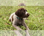 Small #4 German Shorthaired Pointer-German Wirehaired Pointer Mix