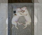 Small #1 American Pit Bull Terrier Mix